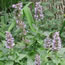 agastache steel blue